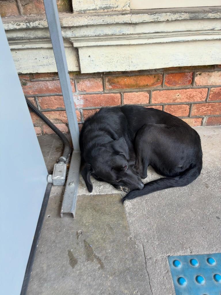 Pretinho, cachorro de porte médio para adoção em Caieiras - SP