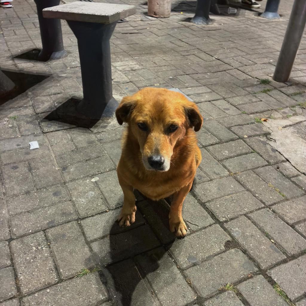 Baixinho, cachorro de porte pequeno para adoção em Caieiras - SP