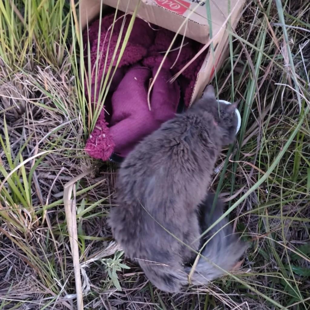 Sopran, gata de porte pequeno para adoção em São Marcos - RS