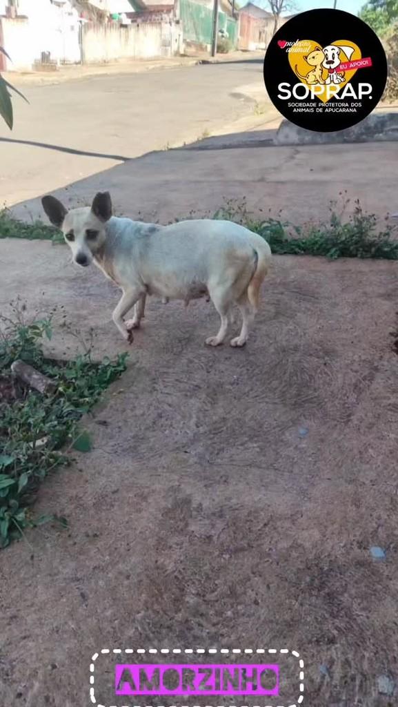 Amorzinho, cadela de porte pequeno para adoção em Apucarana - PR