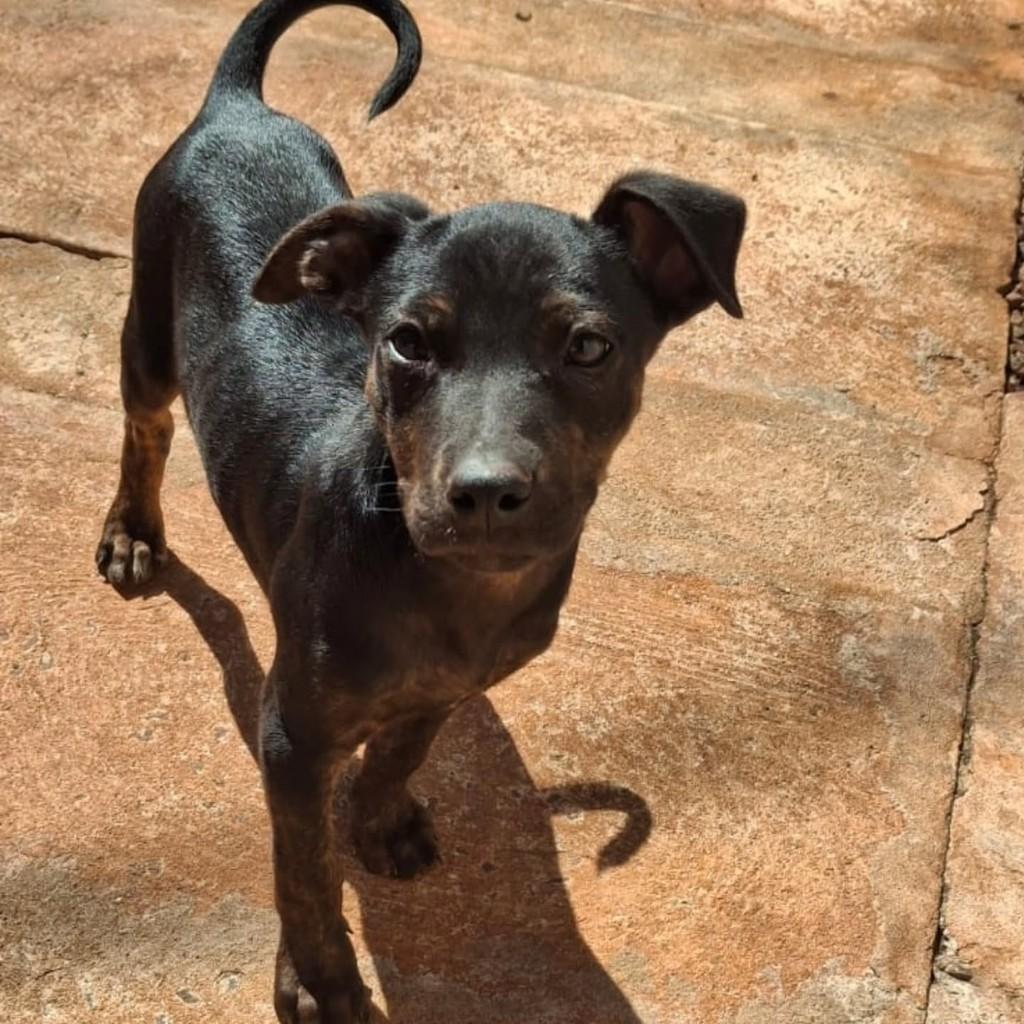 Bentinho, cachorro de porte médio para adoção em Apucarana - PR