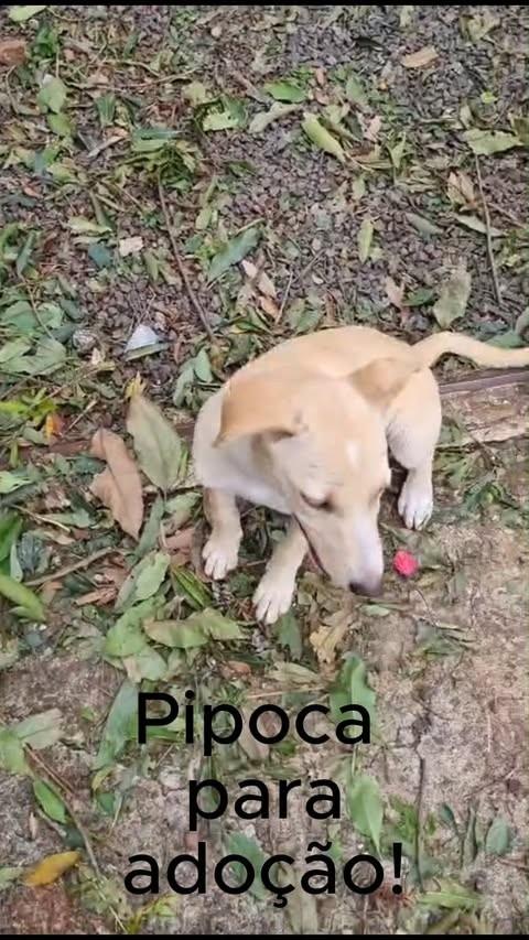 Pipoca, cadela de porte médio para adoção em Apucarana - PR