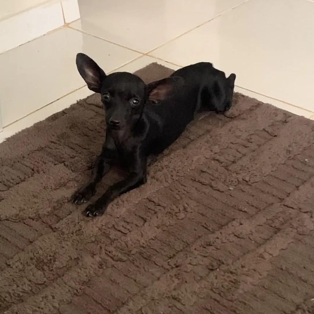 Bile, cachorro de porte pequeno para adoção em Ji-Paraná - RO