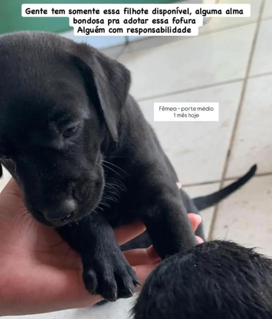 Anjinho, cachorro de porte pequeno para adoção em Ji-Paraná - RO