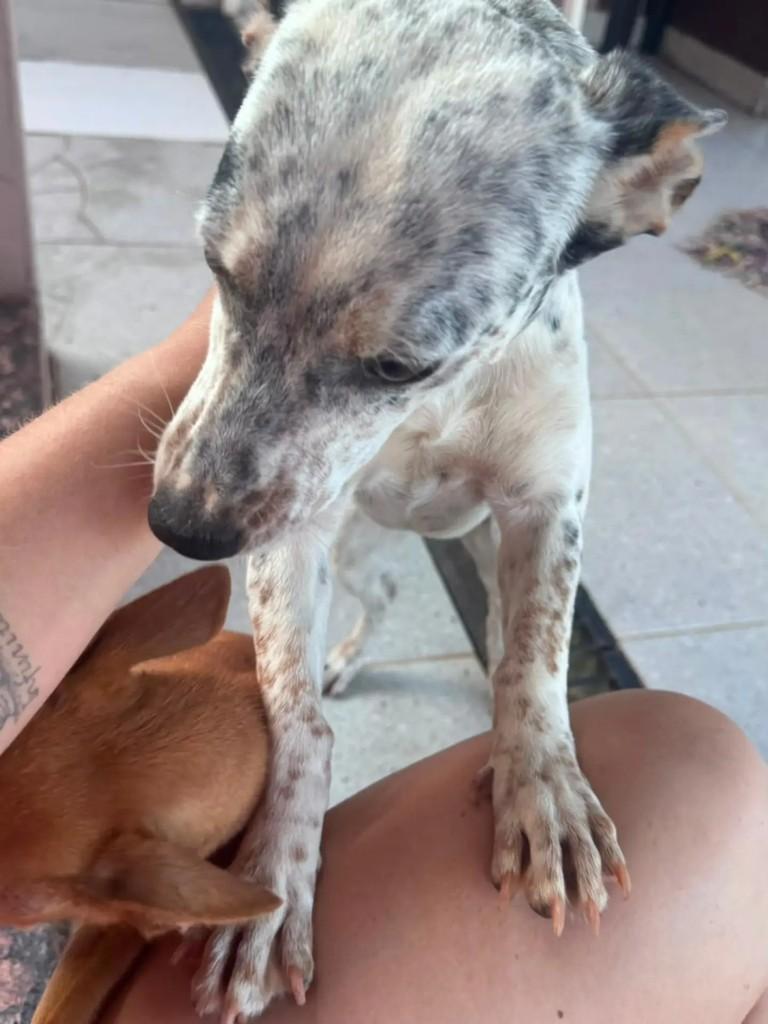 Princesinha, cadela de porte pequeno para adoção em Ji-Paraná - RO