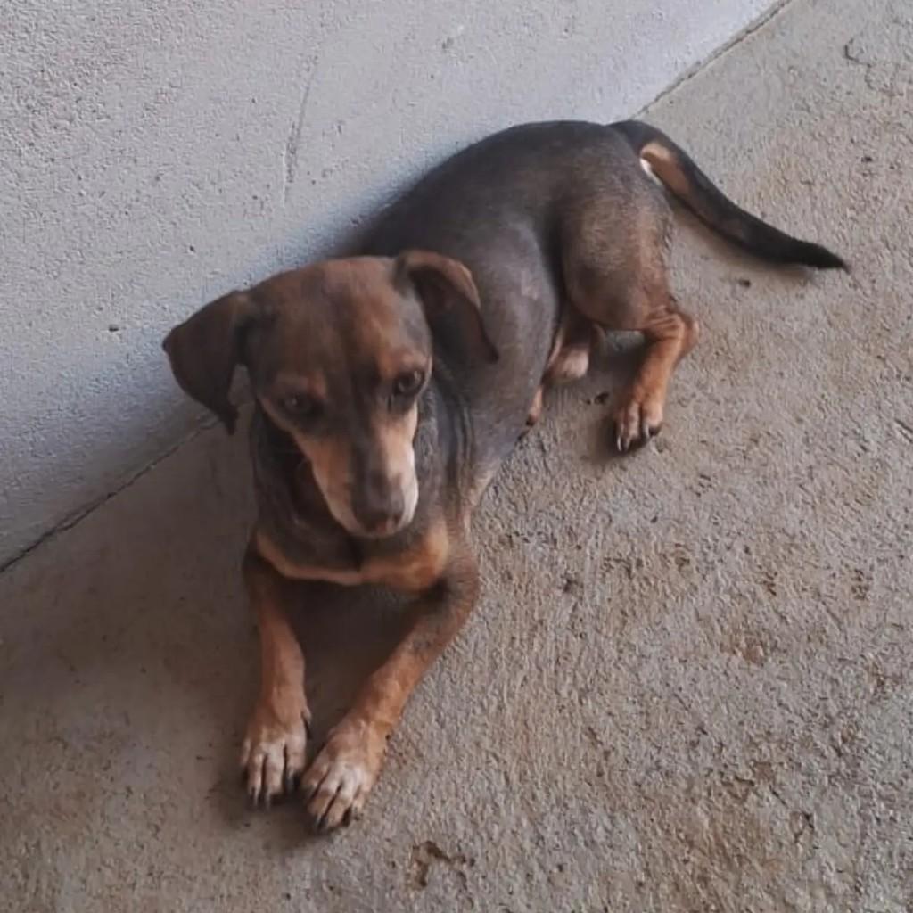 Anjo, cachorro de porte pequeno para adoção em Ji-Paraná - RO
