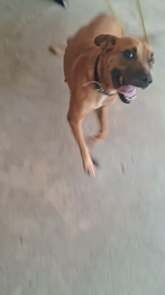 Pandora, cachorro de porte médio para adoção em Ji-Paraná - RO