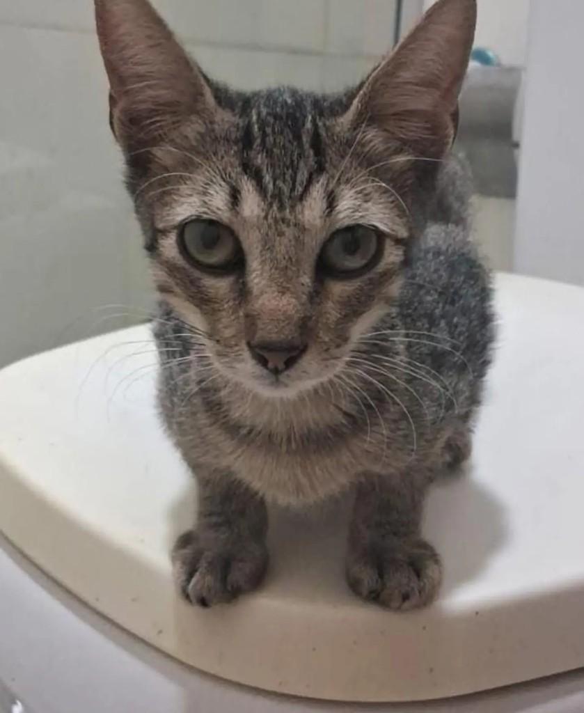 Anjinho, gato de porte pequeno para adoção em Ji-Paraná - RO