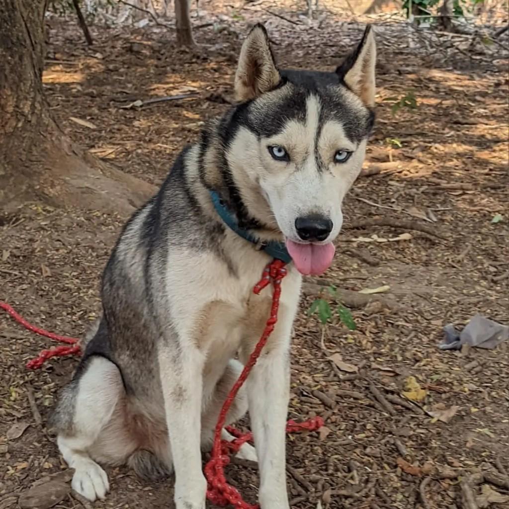 Lindão, cachorro de porte médio para adoção em Ji-Paraná - RO