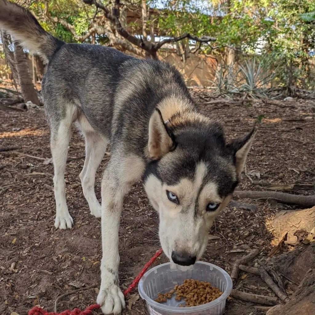 Lindão, cachorro de porte médio para adoção em Ji-Paraná - RO — foto 2 de 3