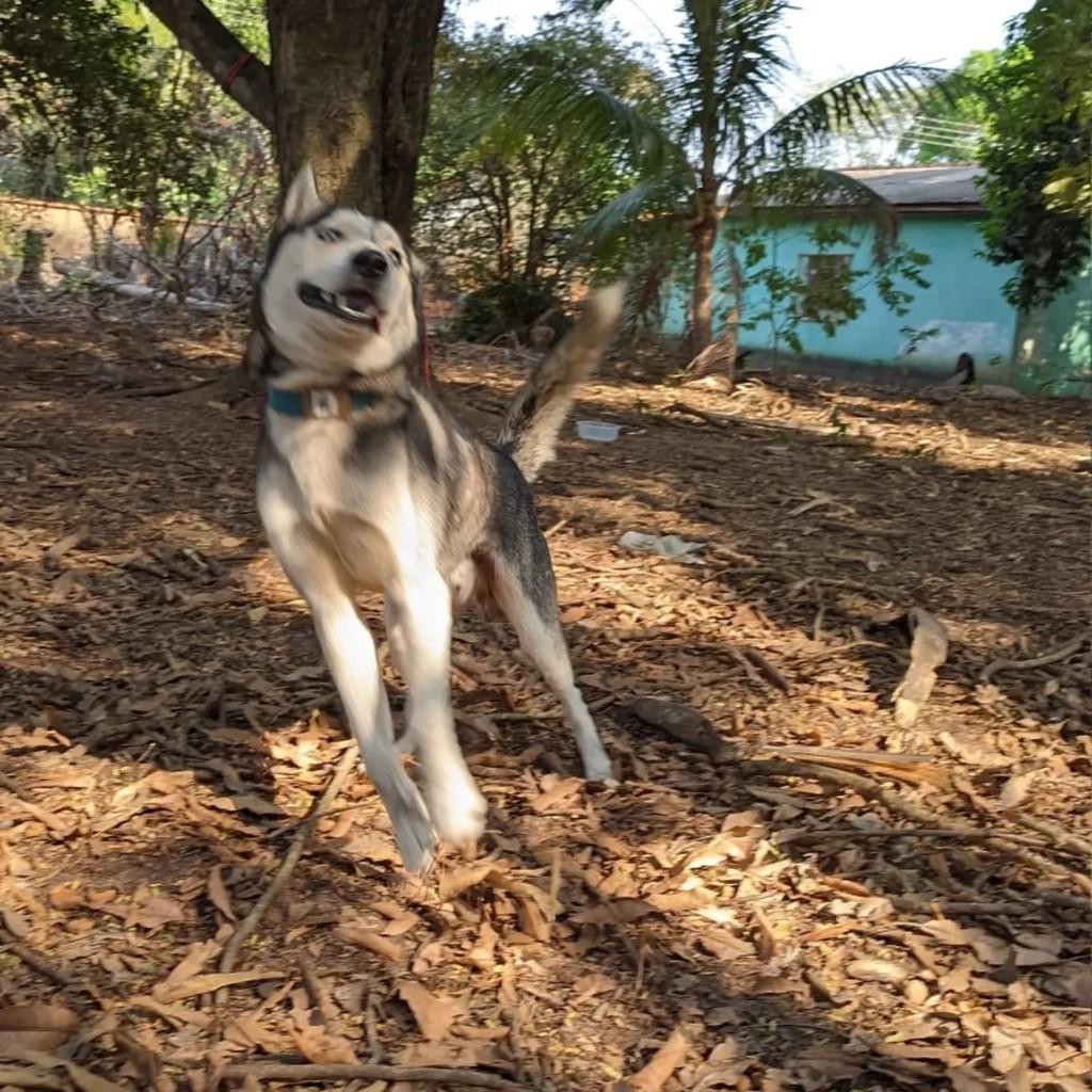 Lindão, cachorro de porte médio para adoção em Ji-Paraná - RO — foto 3 de 3
