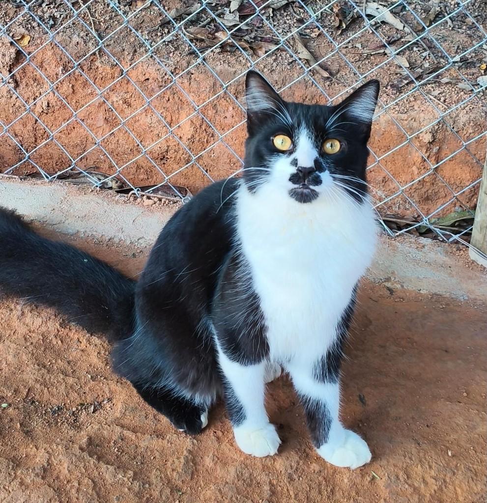 Max, gato para adoção em Muriaé - MG