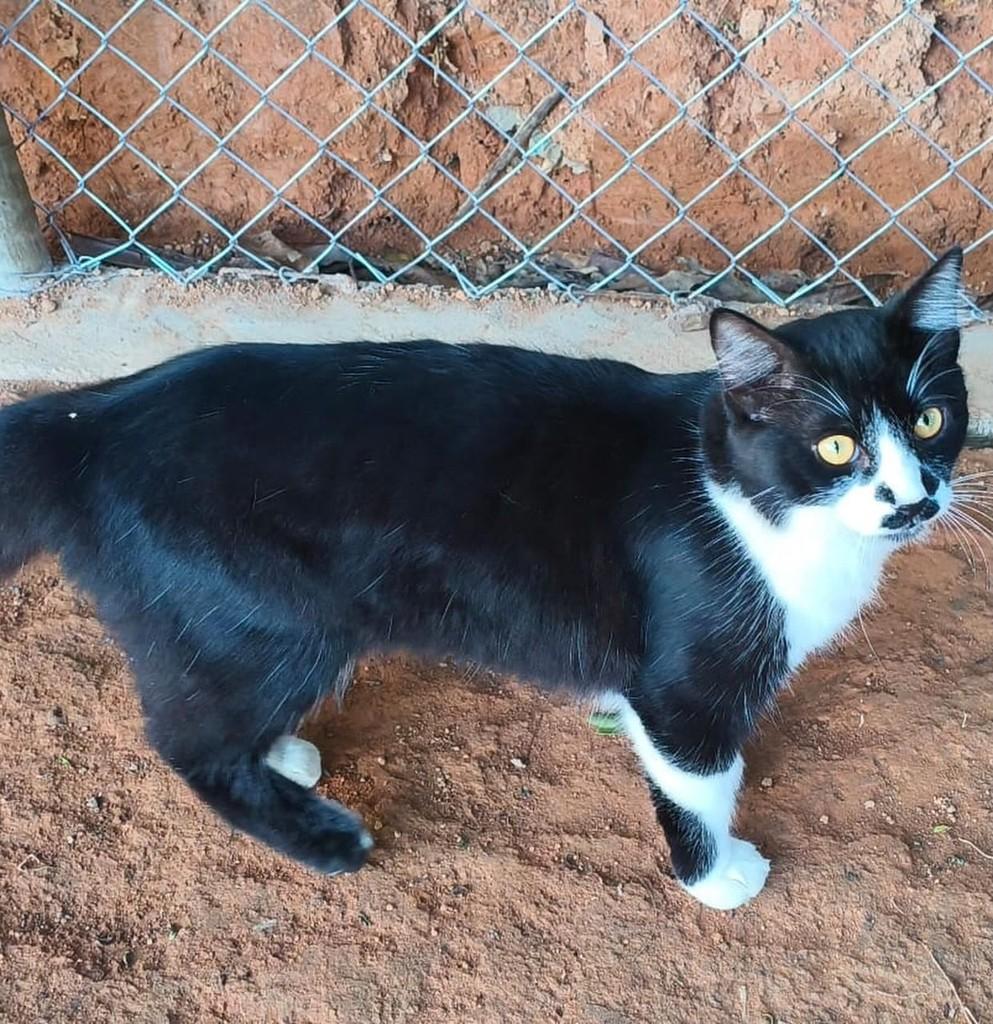 Max, gato para adoção em Muriaé - MG — foto 2 de 3