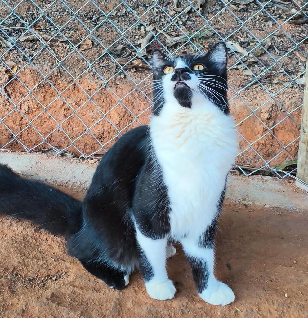Max, gato para adoção em Muriaé - MG — foto 3 de 3