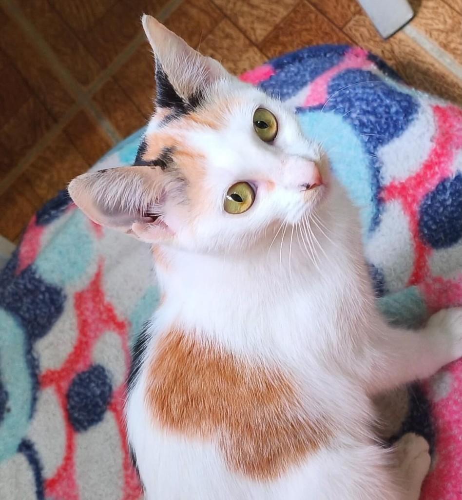 Sarah, gata de porte pequeno para adoção em Muriaé - MG