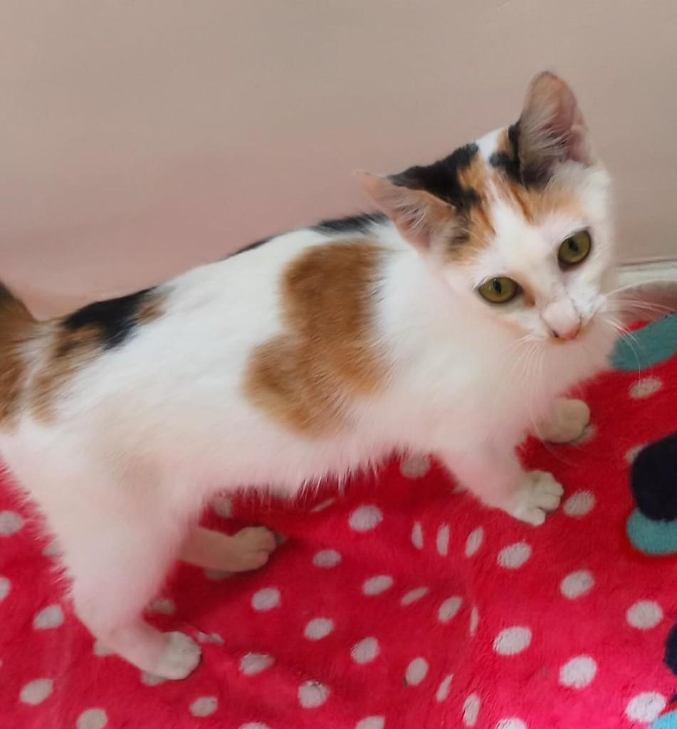 Sarah, gata de porte pequeno para adoção em Muriaé - MG — foto 2 de 2