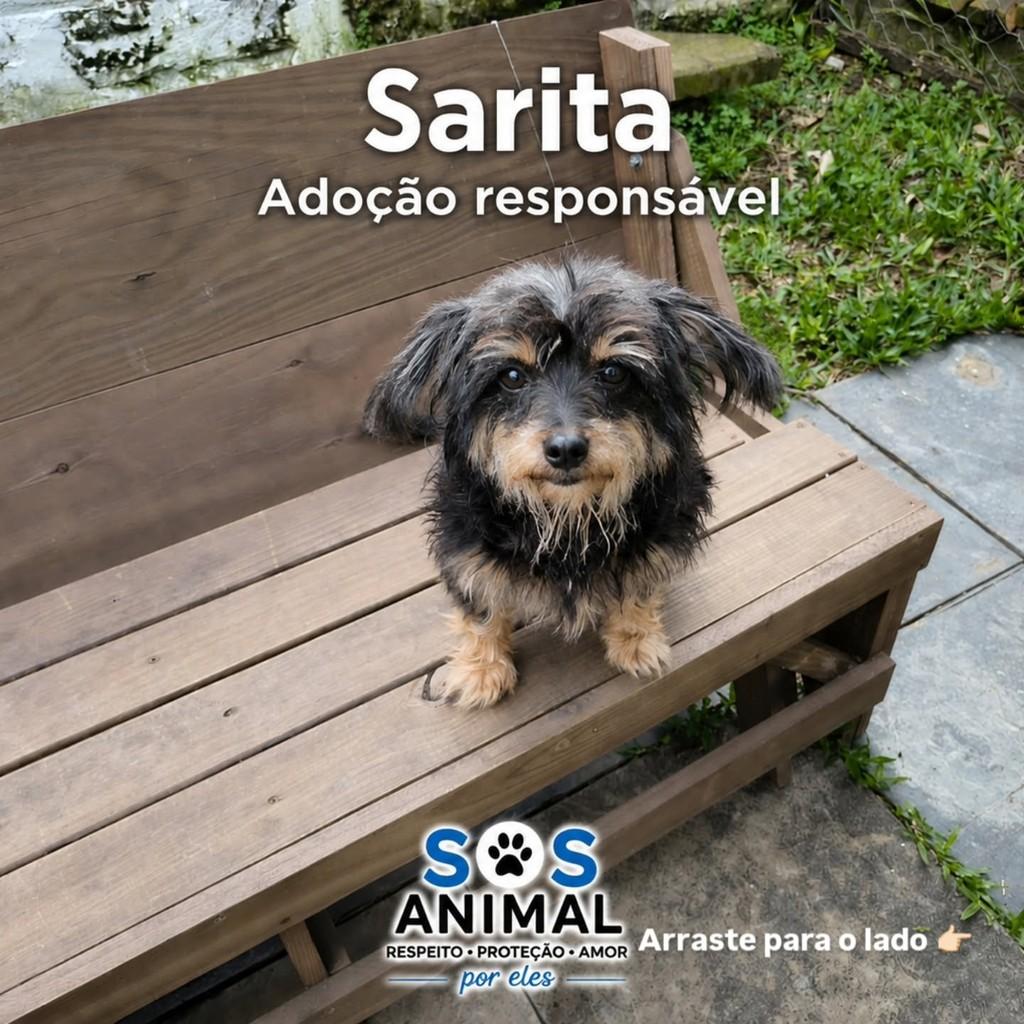 Sarita, cadela de porte médio para adoção em Alegrete - RS