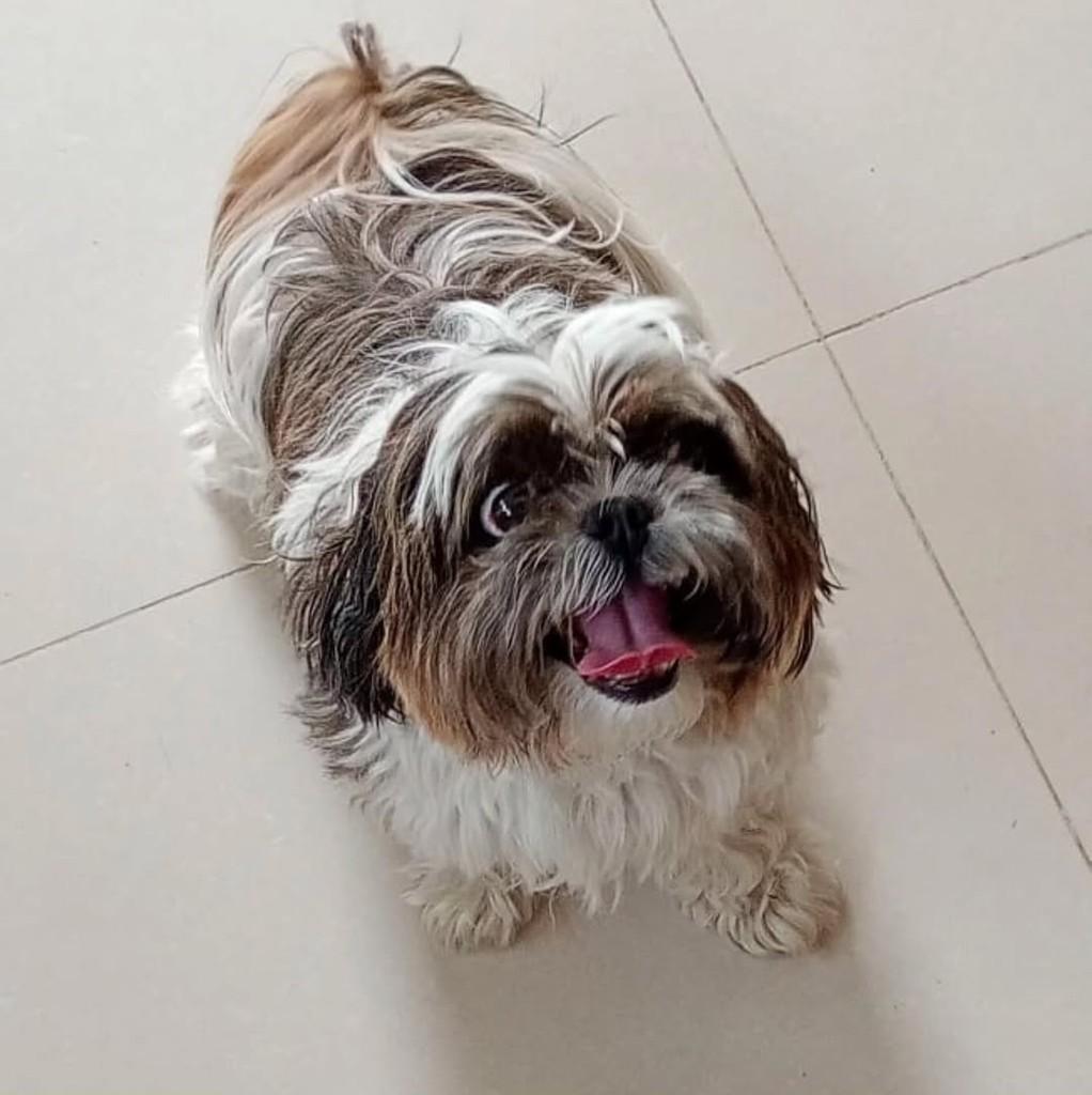 Meg, cachorro de porte pequeno para adoção em Pouso Alegre - MG