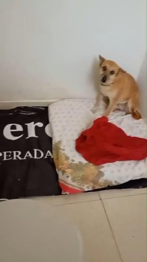 Peppa, cadela de porte médio para adoção em Pouso Alegre - MG