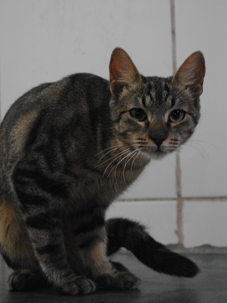 Safira, gata de porte pequeno para adoção em Montes Claros - MG