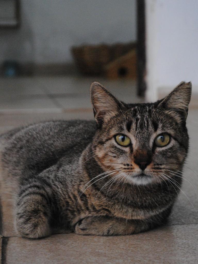 Mina, gata de porte médio para adoção em Montes Claros - MG