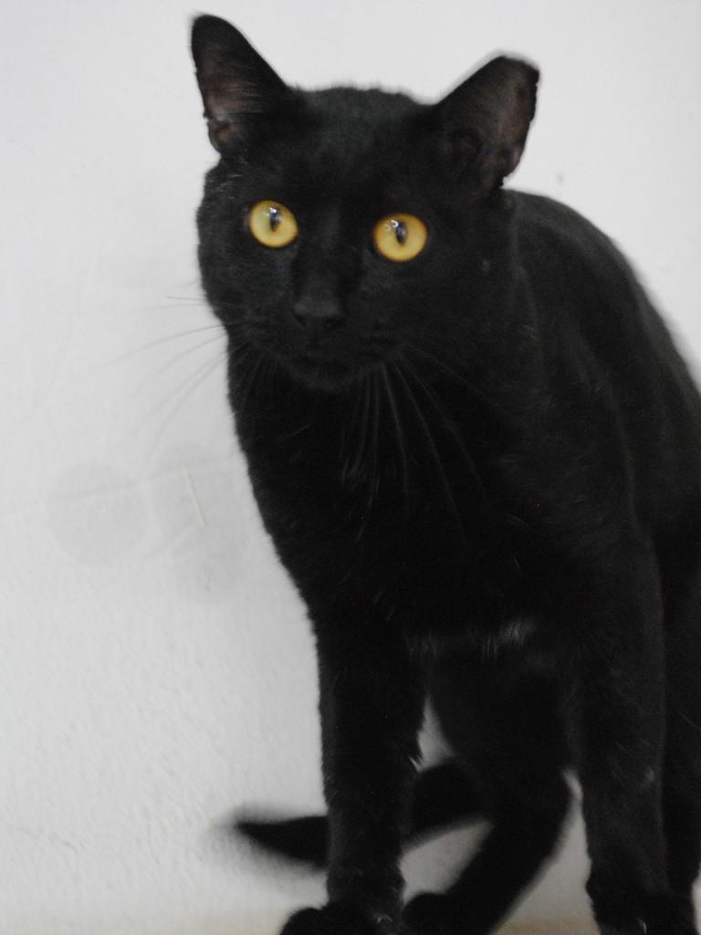 Odin, gato de porte médio para adoção em Montes Claros - MG