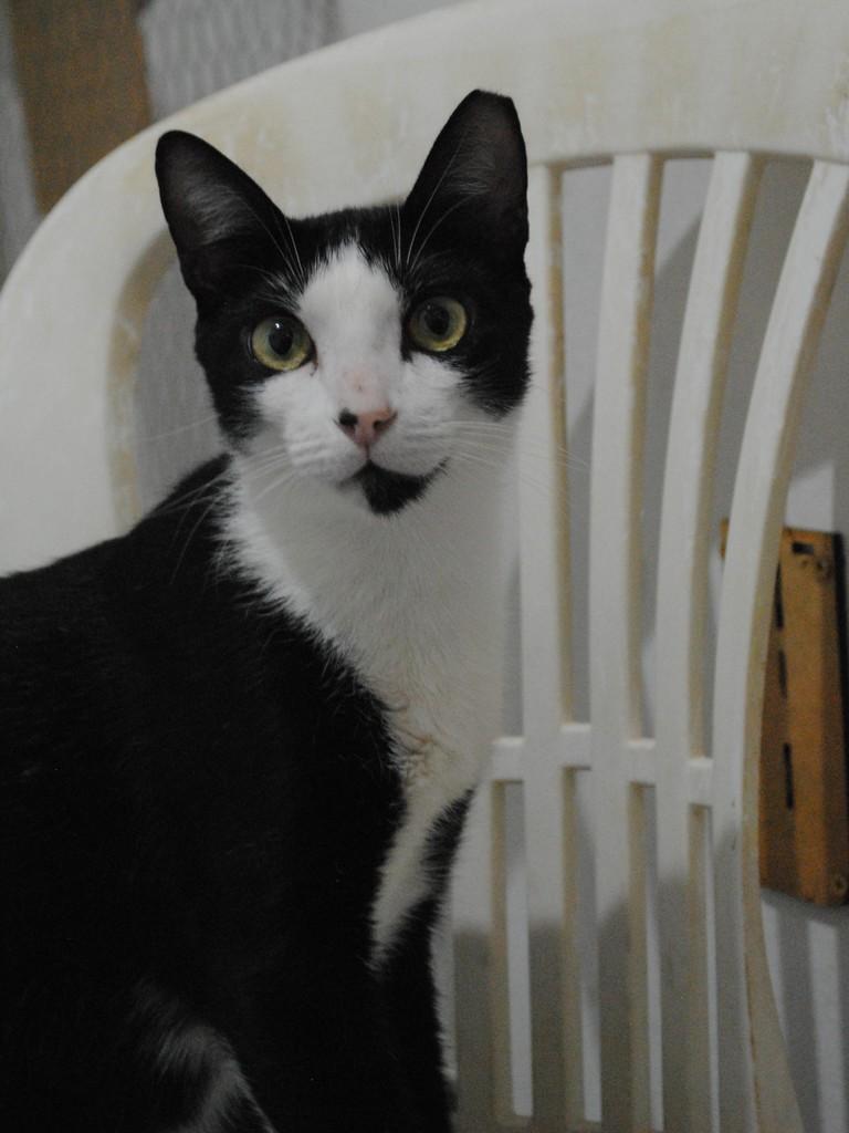 Zeus, gato para adoção em Montes Claros - MG