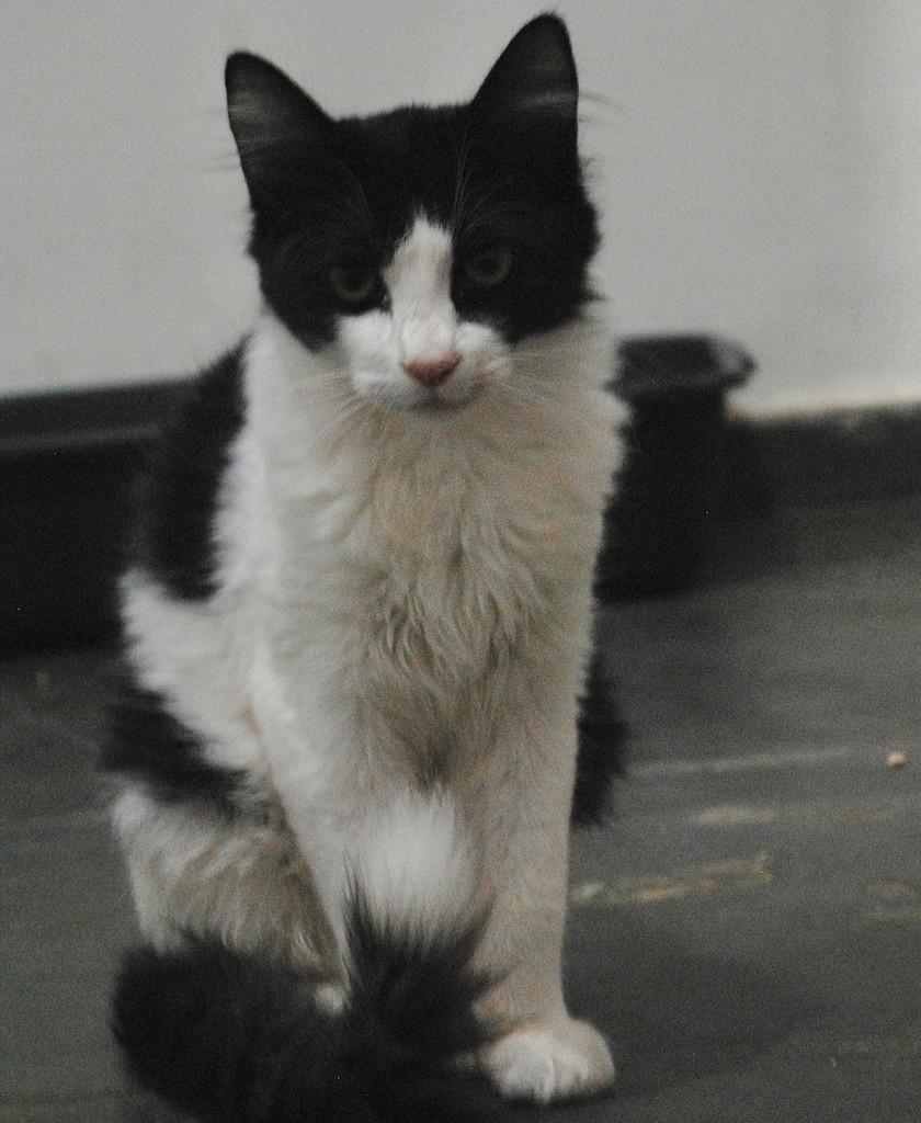 Bento, gato para adoção em Montes Claros - MG