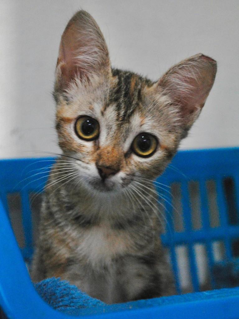 Lucy, gata para adoção em Montes Claros - MG