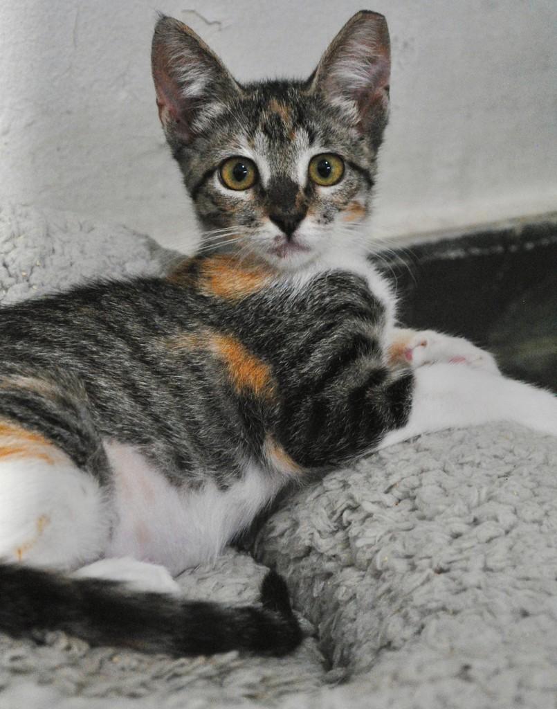 Paty, gata de porte pequeno para adoção em Montes Claros - MG