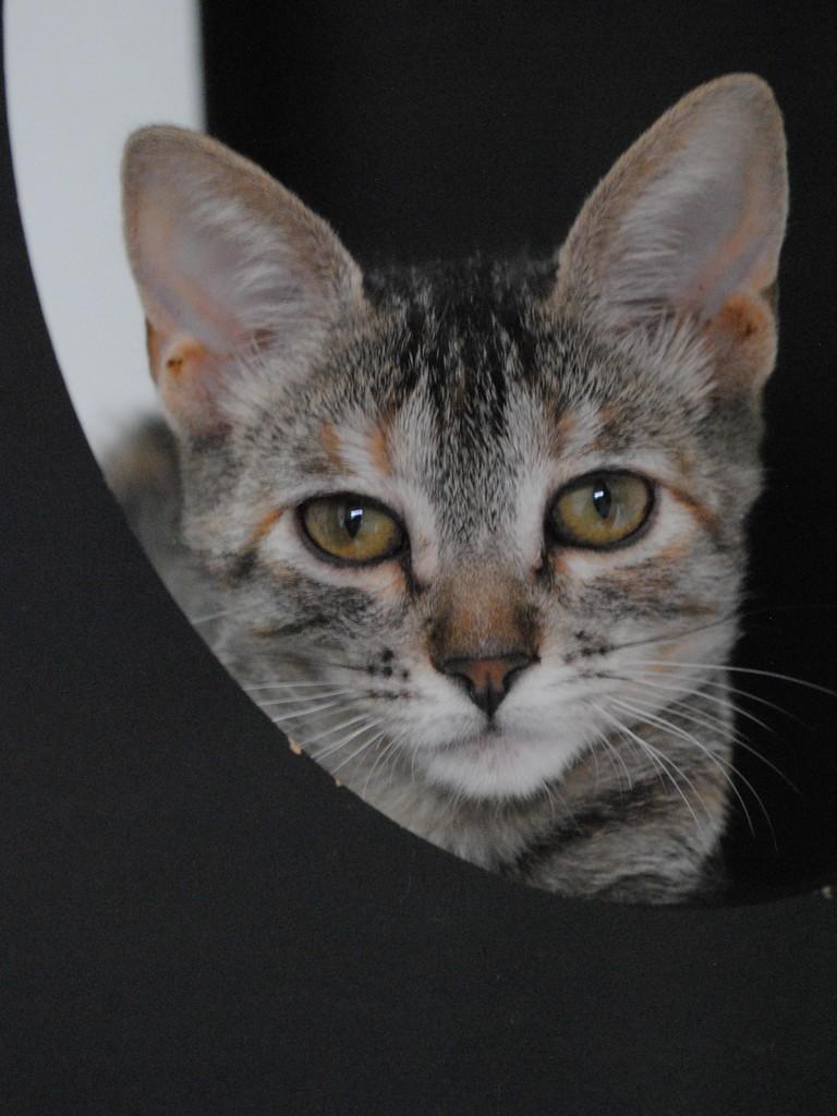 Melissa, gata para adoção em Montes Claros - MG