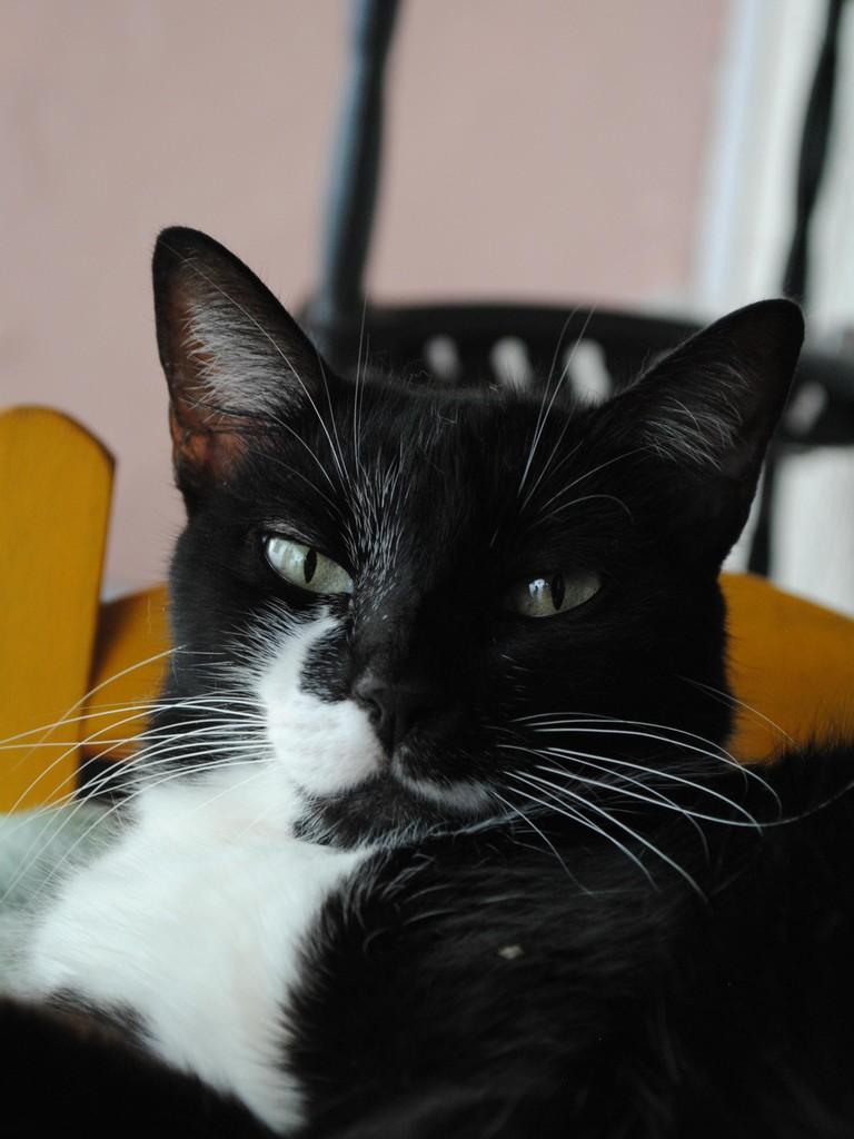 Sofia, gata de porte médio para adoção em Montes Claros - MG