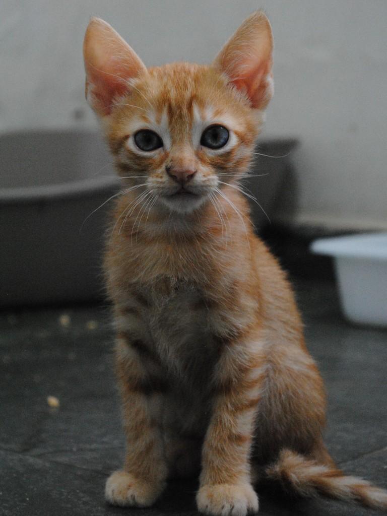 Pipo, gato de porte pequeno para adoção em Montes Claros - MG