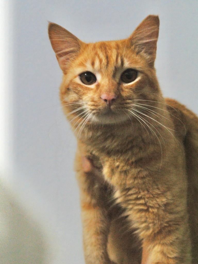 Jorginho, gato de porte pequeno para adoção em Montes Claros - MG