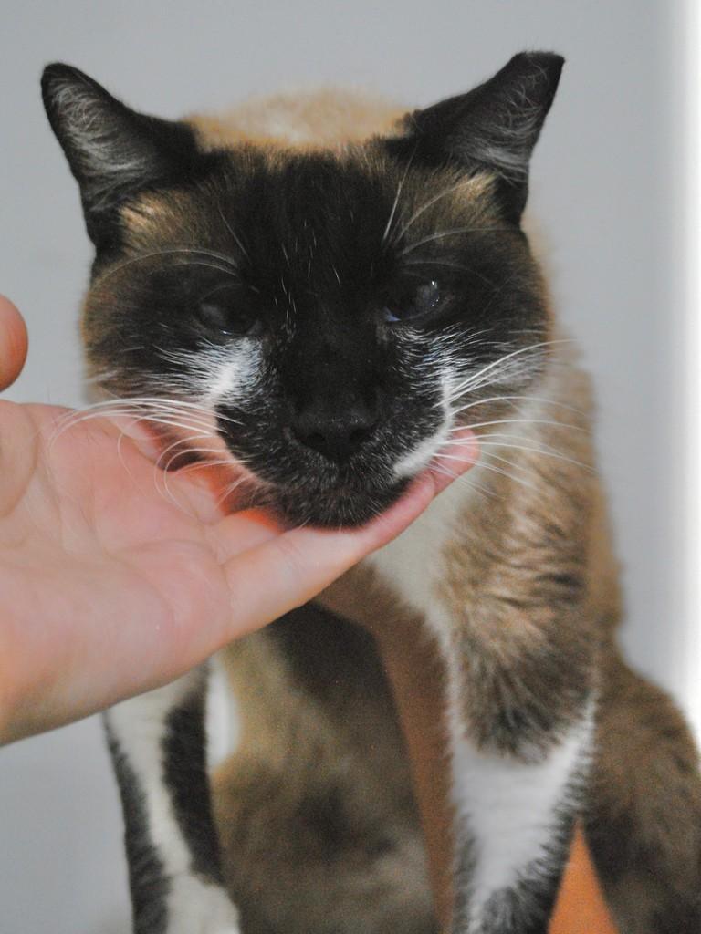 José, gato de porte médio para adoção em Montes Claros - MG