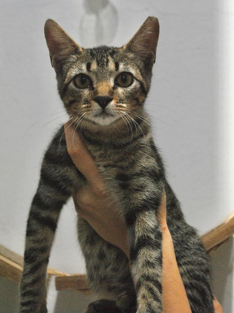 Valéria, gata de porte pequeno para adoção em Montes Claros - MG