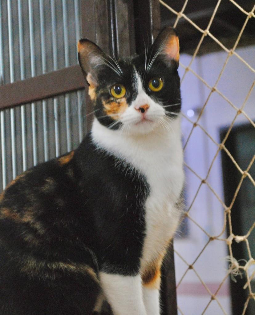 Emília, gata de porte médio para adoção em Montes Claros - MG