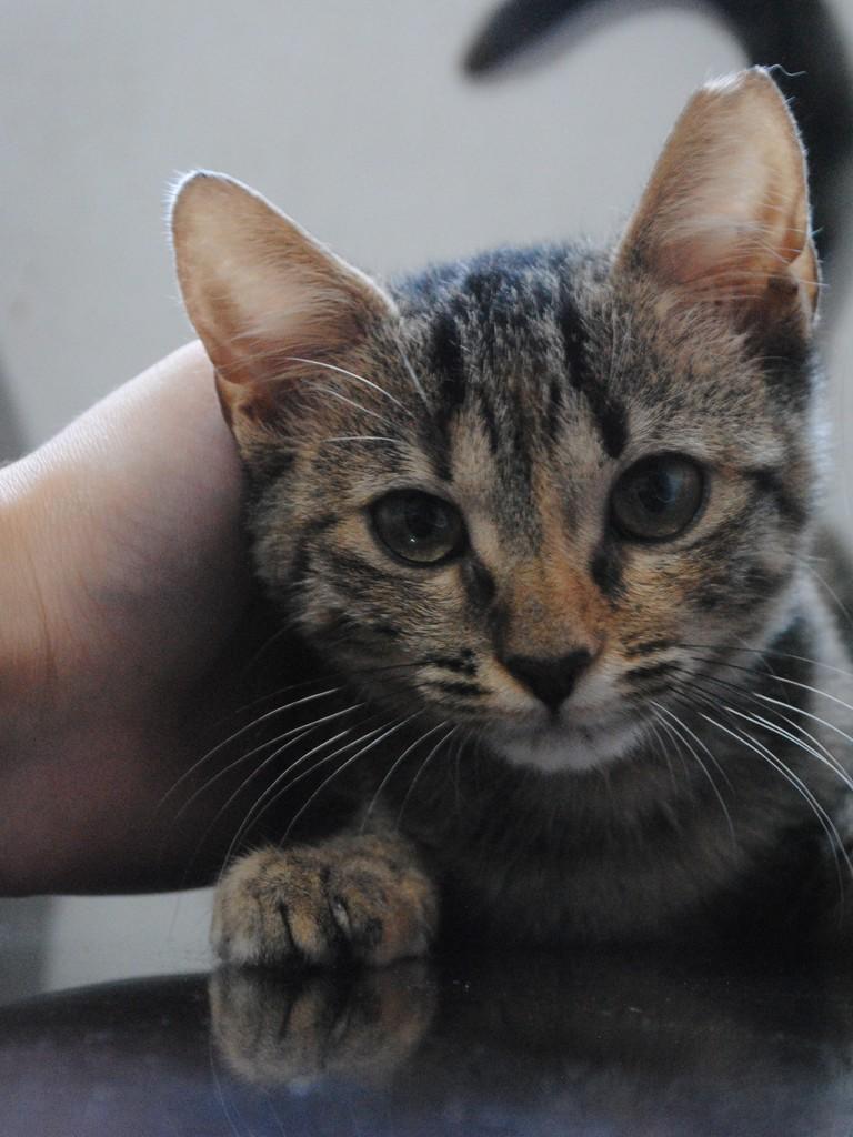 Filó, gata de porte pequeno para adoção em Montes Claros - MG