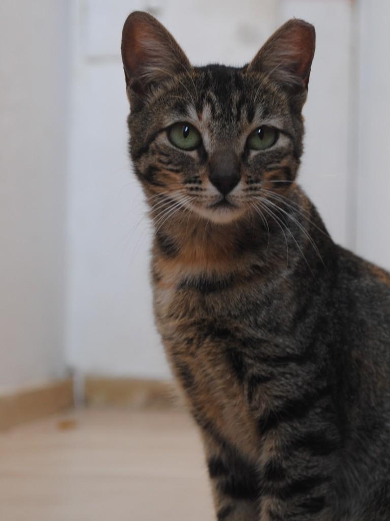 Cora, gata de porte médio para adoção em Montes Claros - MG