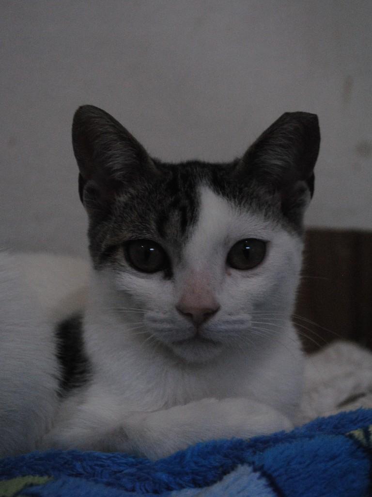 Jack, gato de porte pequeno para adoção em Montes Claros - MG