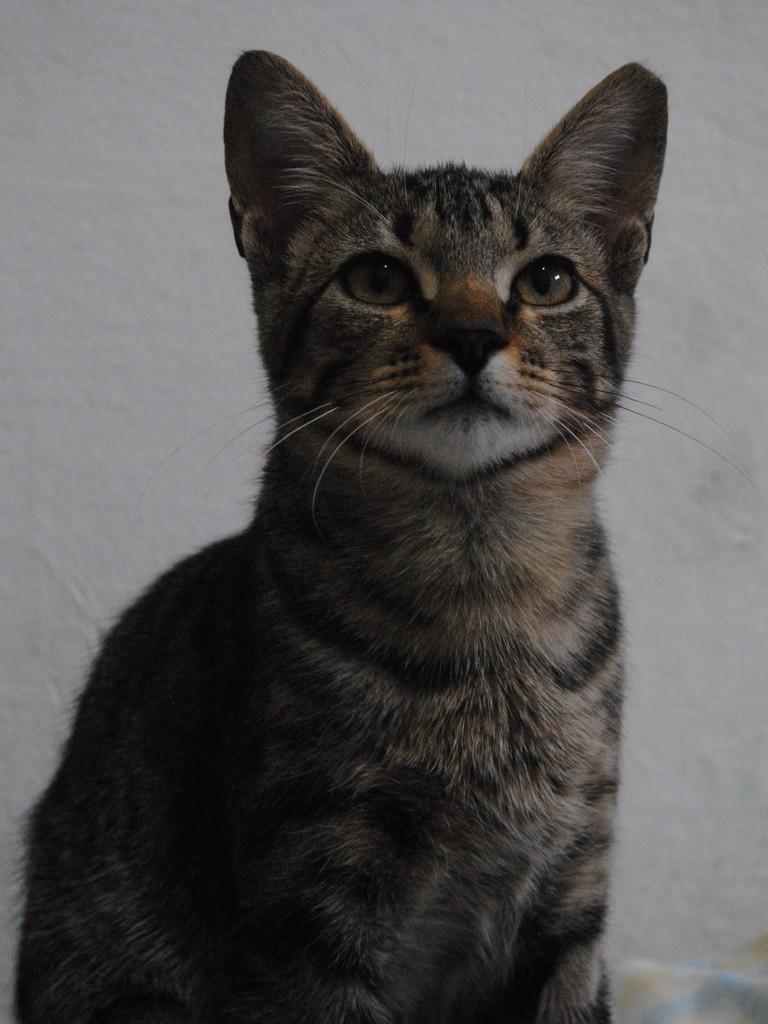 Valério, gato de porte médio para adoção em Montes Claros - MG