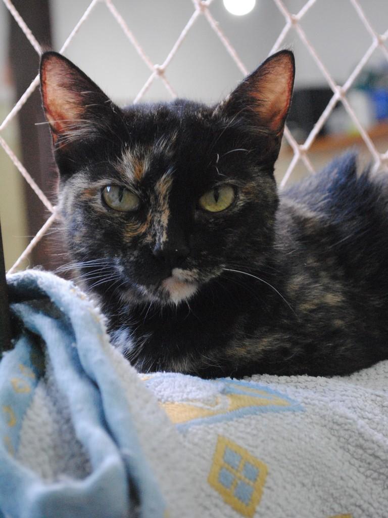 Antônia, gata de porte médio para adoção em Montes Claros - MG