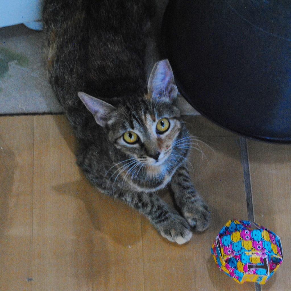 Grazi, gata de porte pequeno para adoção em Montes Claros - MG