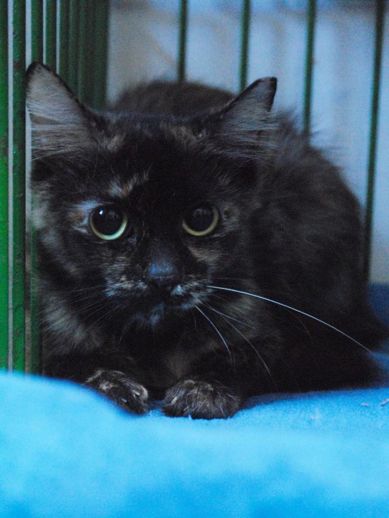 Brownie, gata de porte médio para adoção em Montes Claros - MG