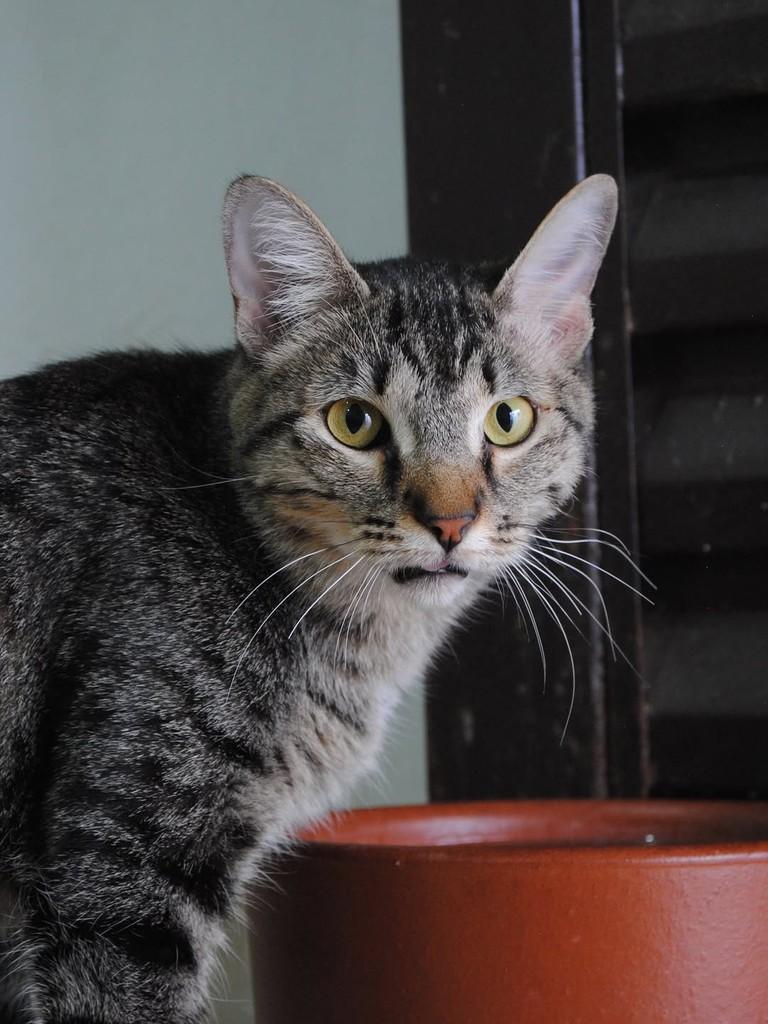 Ayla, gata de porte pequeno para adoção em Montes Claros - MG