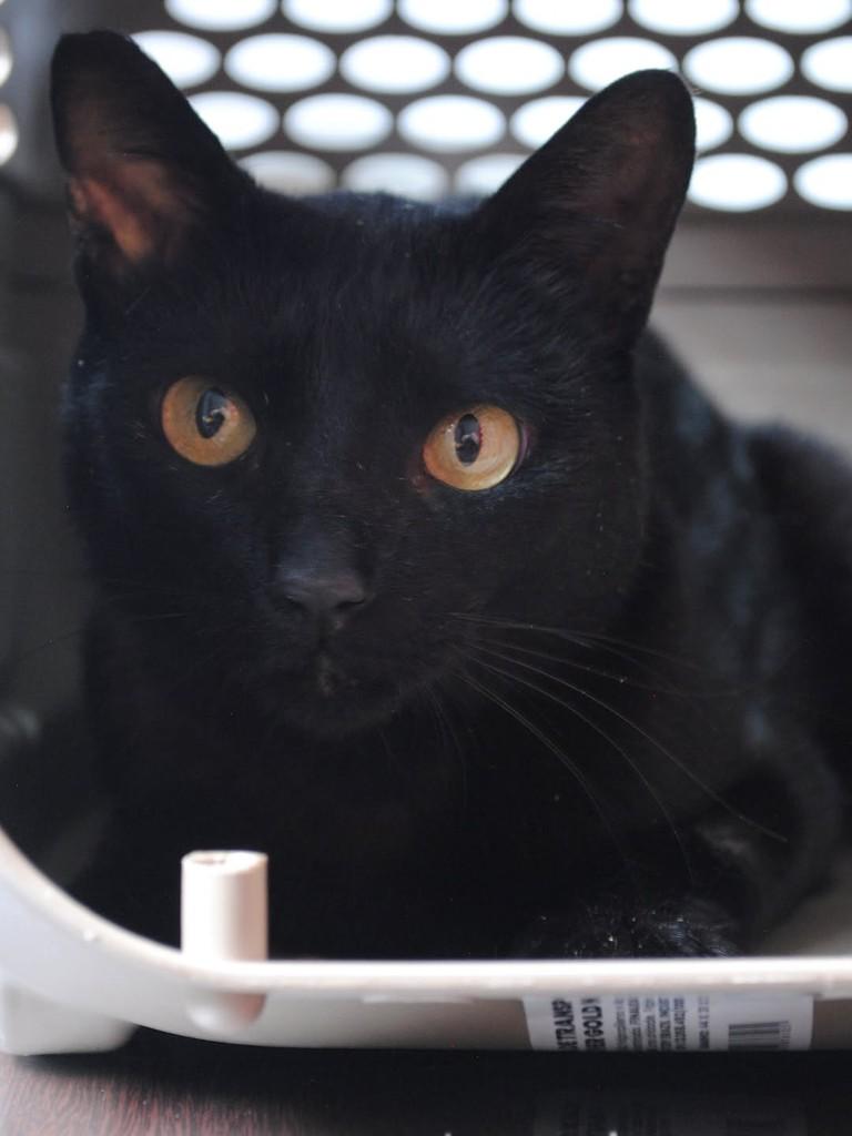 Chanel, gata de porte pequeno para adoção em Montes Claros - MG