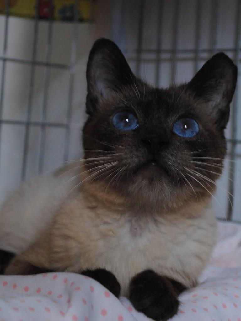Tom, gato de porte médio para adoção em Montes Claros - MG