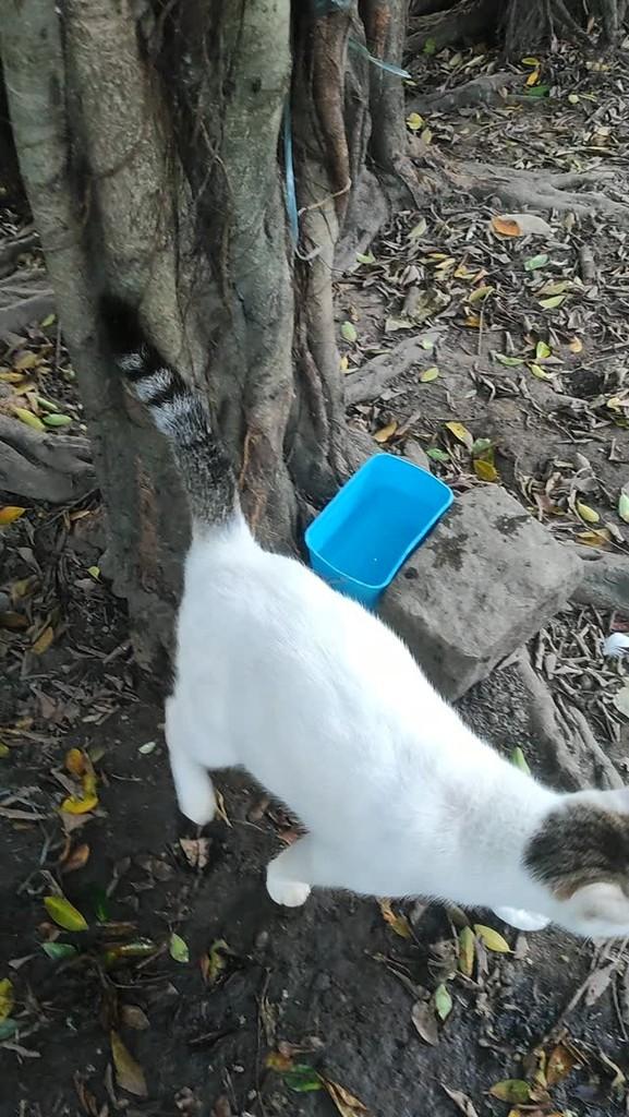 Bela, gata de porte pequeno para adoção em Rio de Janeiro - RJ