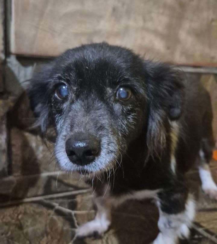 Dotynha, cachorro de porte pequeno para adoção em Caxias do Sul - RS