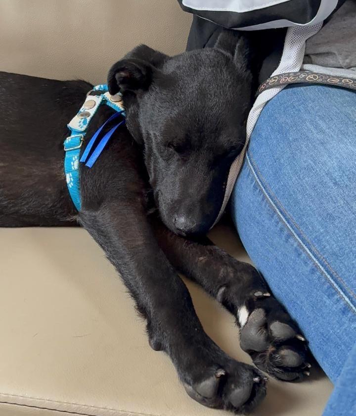Zéquinha, cachorro de porte pequeno para adoção em Caxias - MA